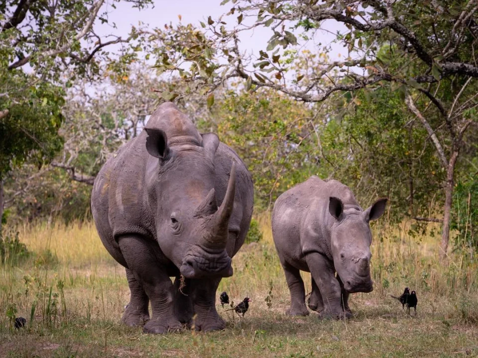 wildlife-wonders-of-kidepo-rhino-tracking-and-beyond