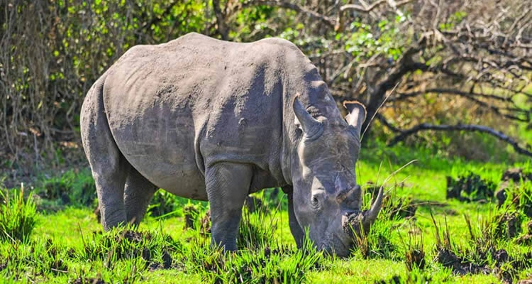 kidepo-travel-guide-rhino-tracking-wildlife-and-culture