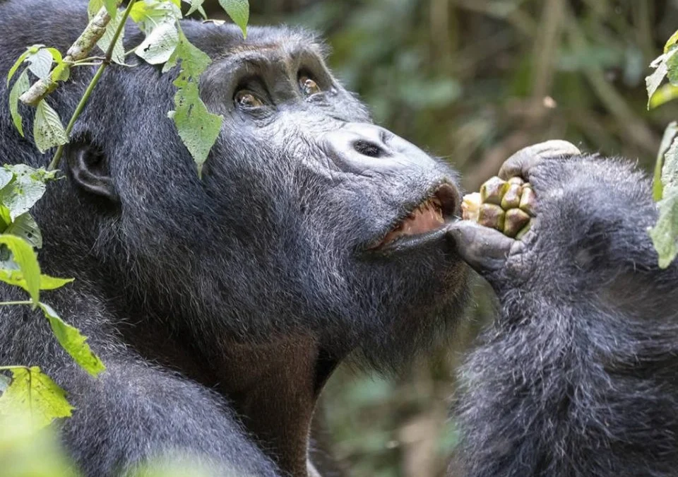 affordable-gorilla-trekking-trips-from-kigali-to-mgahinga