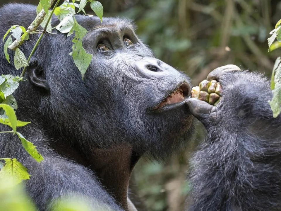 affordable-gorilla-trekking-trips-from-kigali-to-mgahinga