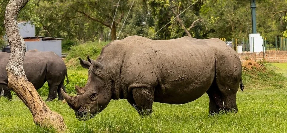 kidepo-adventure-safari-rhino-tracking-wildlife-and-cultural