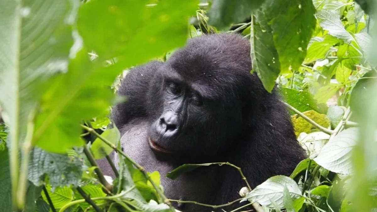 14-day-east-africa-safari-uganda-gorillas-serengeti-wildlife