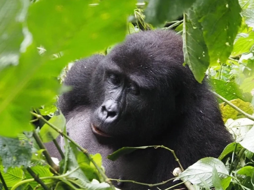 14-day-east-africa-safari-uganda-gorillas-serengeti-wildlife