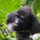 best-value-safari-packages-in-east-africa-for-couples-and-small-groups