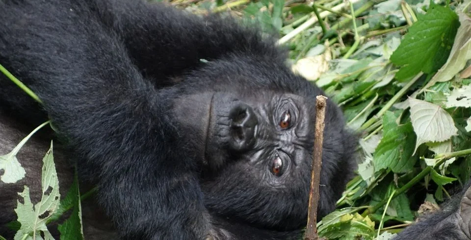 best-eco-adventure-safaris-in-uganda