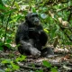 chimp-tracking-and-wildlife-in-queen-elizabeth-national-park