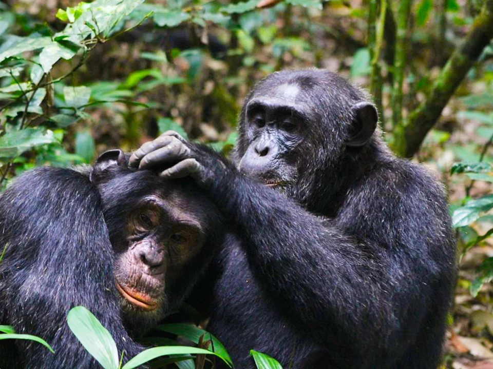 3-days-chimp-tracking-safari-to-kibale-national-park