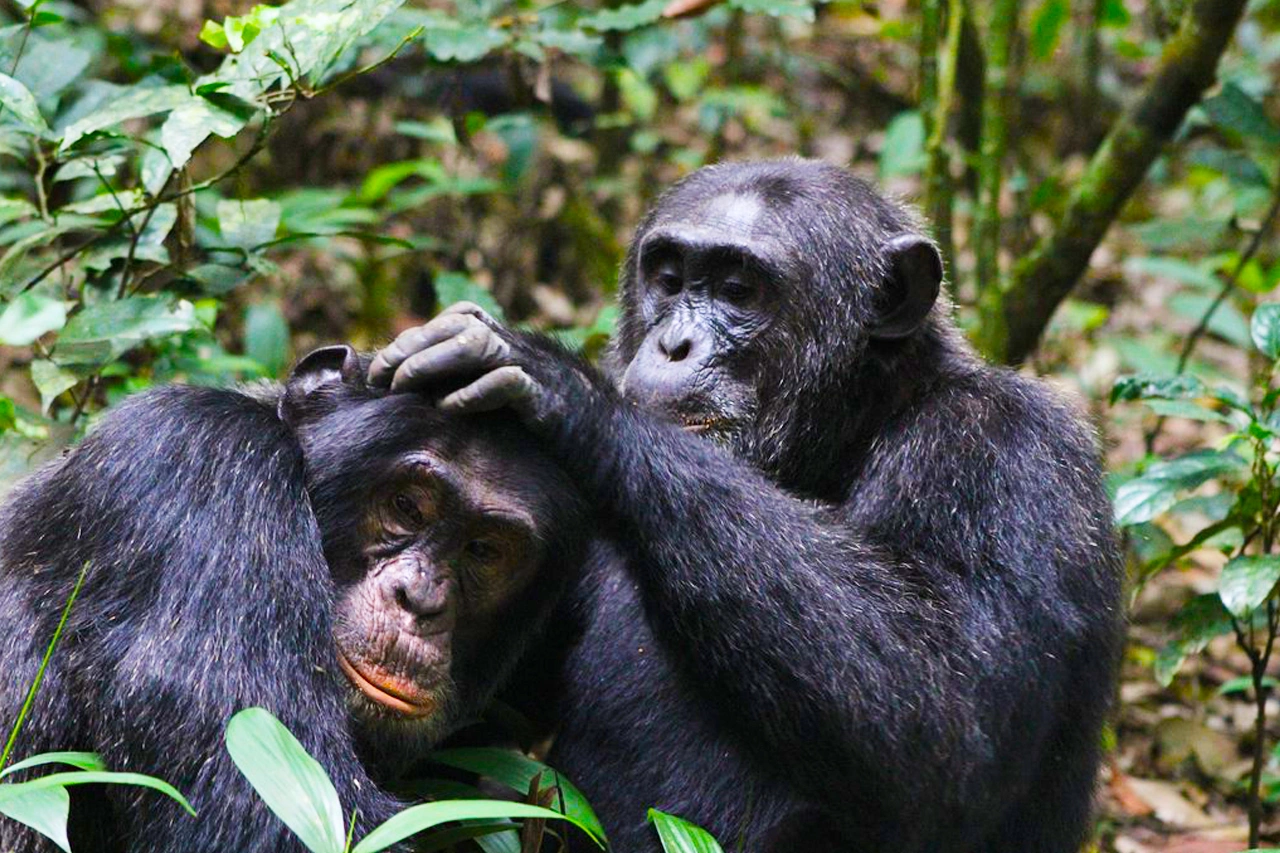 Chimpanzee in Kibale Forest Uganda
