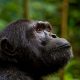 how-to-do-a-uganda-safari-for-under-1500