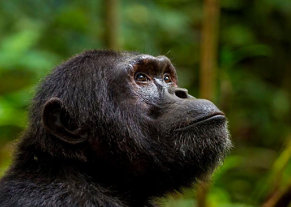 how-to-do-a-uganda-safari-for-under-1500
