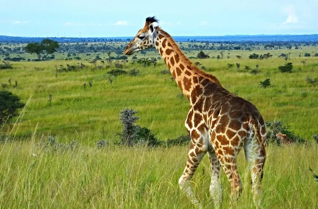 uganda-safari-travel-guide-for-international-tourists