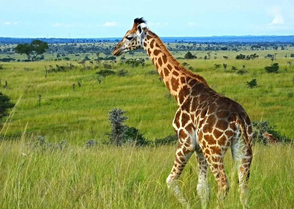 uganda-safari-travel-guide-for-international-tourists