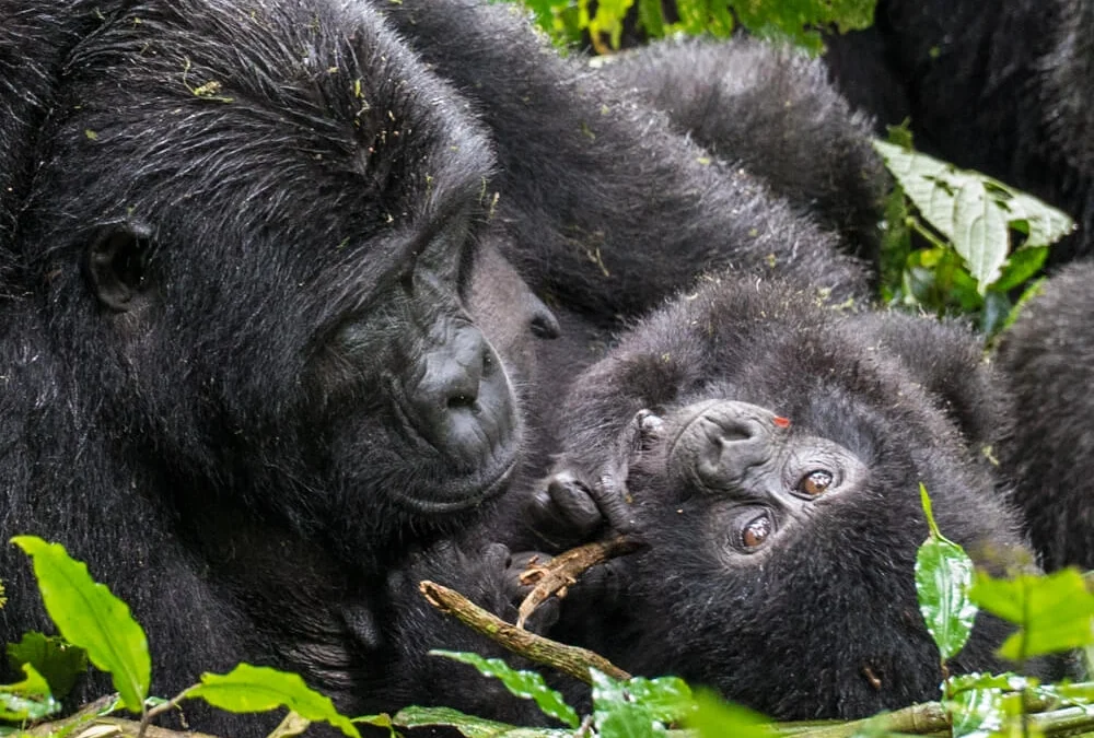 budget-gorilla-trekking-safaris-for-couples-in-uganda