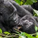 budget-gorilla-trekking-safaris-for-couples-in-uganda