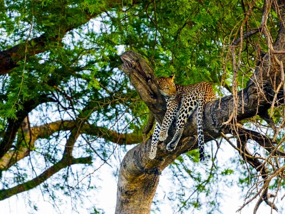 combining-gorilla-trekking-and-wildlife-safaris-in-one-trip