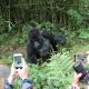 double-gorilla-trekking-safari-is-it-worth-it