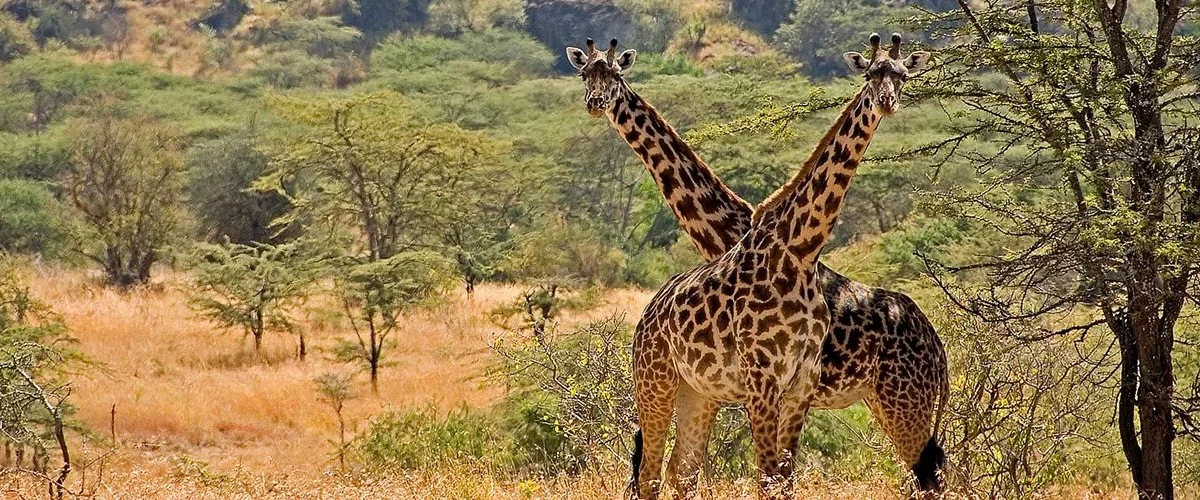 romantic-wildlife-safaris-in-kidepo-valley-national-park
