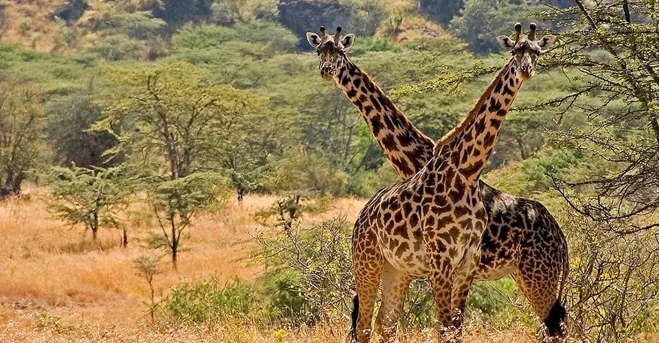 romantic-wildlife-safaris-in-kidepo-valley-national-park