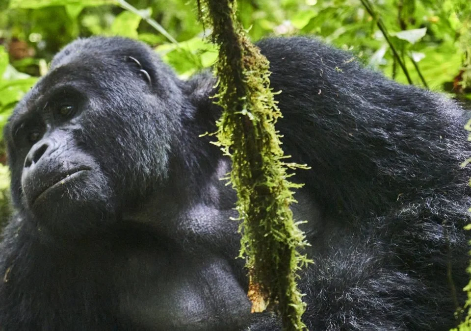 gorilla-trekking-in-bwindis-buhoma-sector-from-kigali
