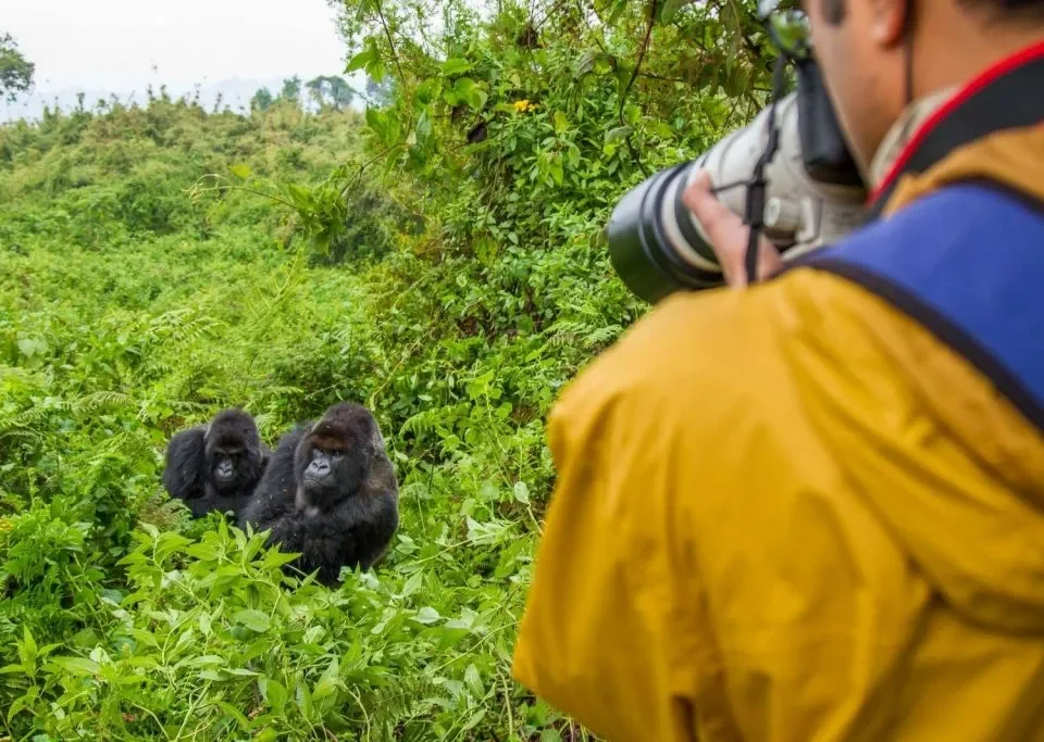 how-to-plan-your-first-gorilla-trekking-safari-in-uganda