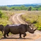 kidepo-national-park-rhino-safari