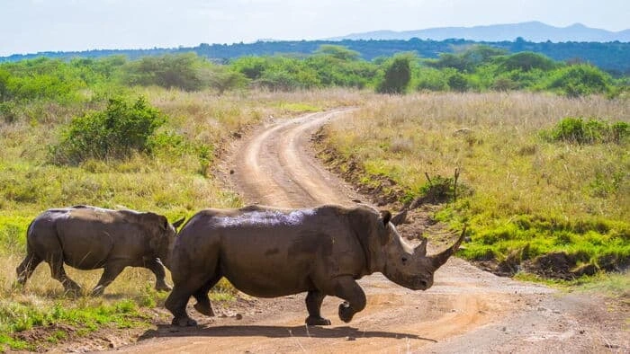 kidepo-national-park-rhino-safari