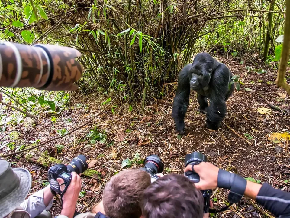 gorilla-trekking-photography-tips-capturing-wildlife-safely