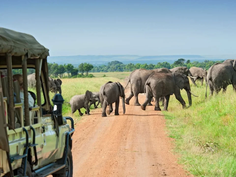 capture-uganda-wildlife-on-a-kigali-departure-safari