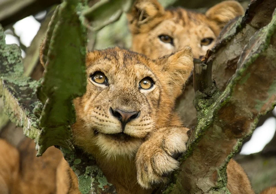 best-wildlife-safaris-in-uganda-where-to-see-the-big-five