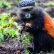 other-activities-to-do-near-mgahinga-besides-gorilla-trekking