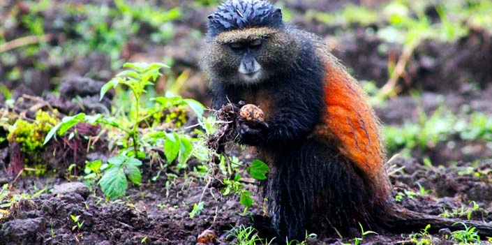other-activities-to-do-near-mgahinga-besides-gorilla-trekking