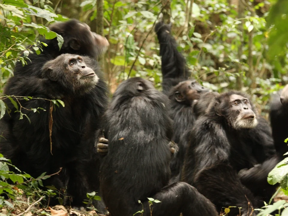 kibale-chimpanzee-civil-war-africas-dramatic-wildlife-story