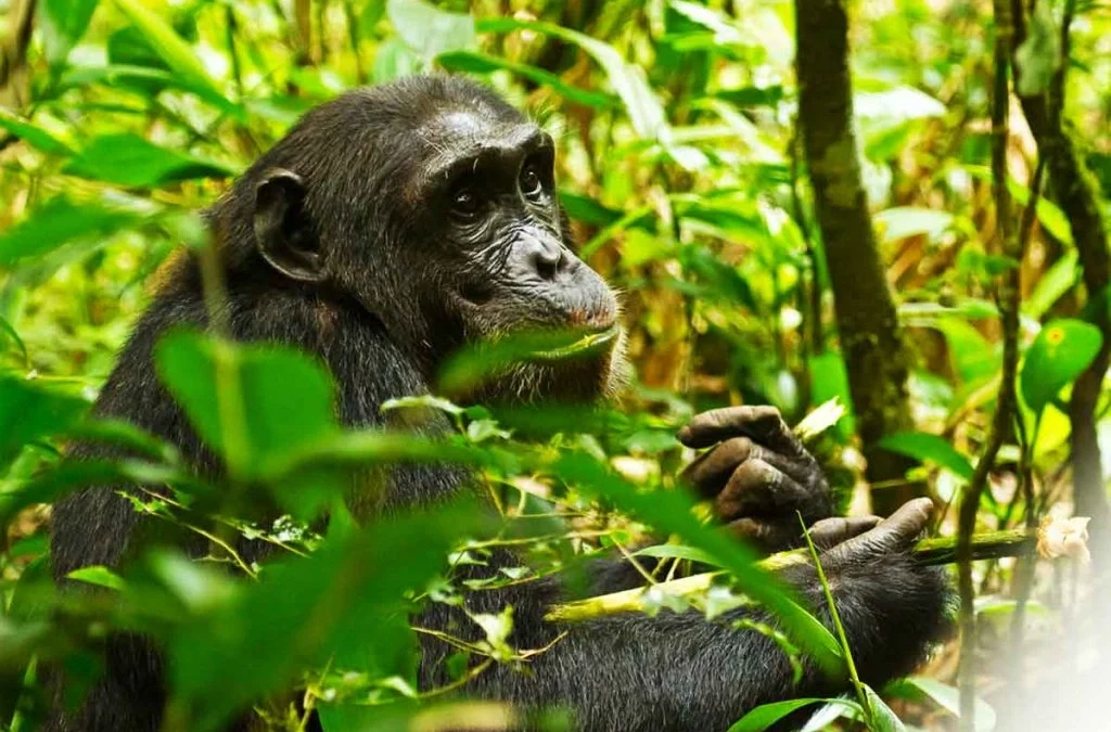Gorilla and Chimpanzee Habituation Tours in Uganda