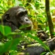 Gorilla and Chimpanzee Habituation Tours in Uganda