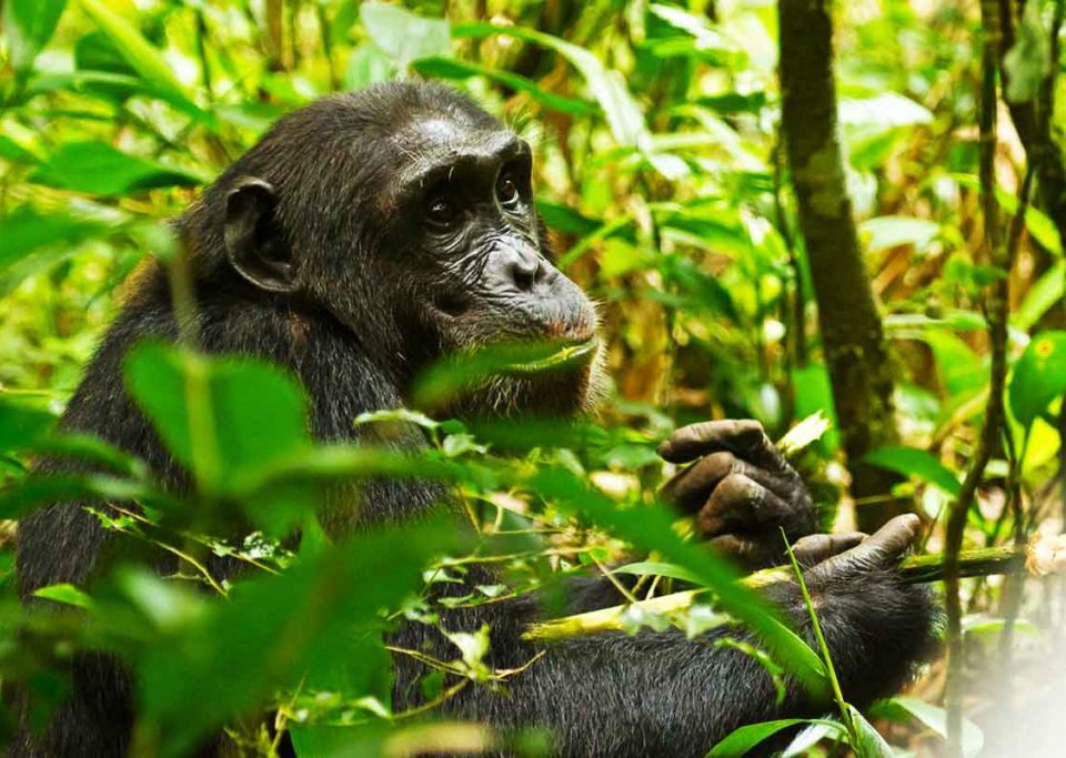 uganda-chimpanzee-and-gorilla-safaris-and-tours