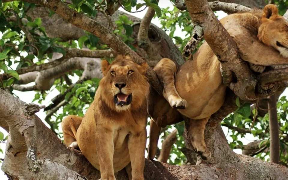 common-tourist-activities-in-queen-elizabeth-national-park