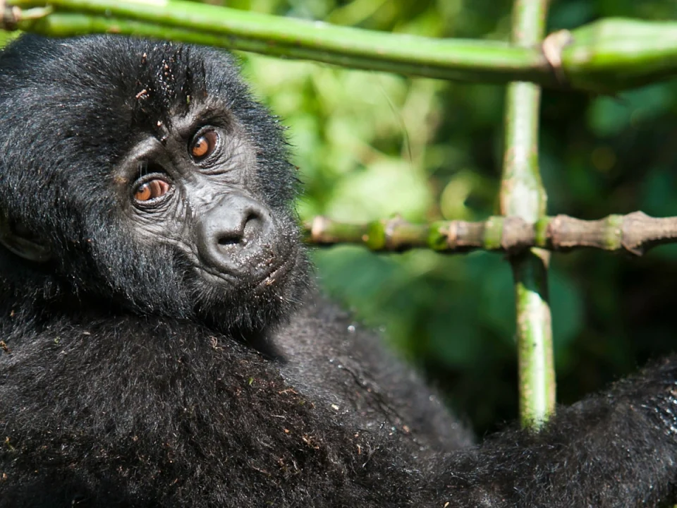 what-are-the-chances-of-seeing-gorillas-in-uganda