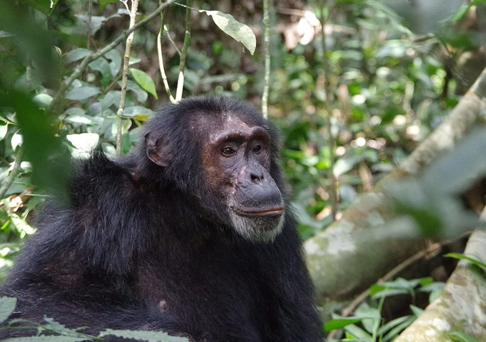 booking-gorilla-and-chimpanzee-tracking-permits-in-uganda