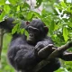 booking-uganda-safari-at-last-minute