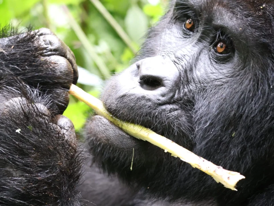 can-i-do-two-gorilla-treks-in-uganda-on-one-tour