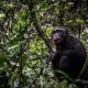 chimpanzee-trekking-in-nyungwe-forest-of-rwanda