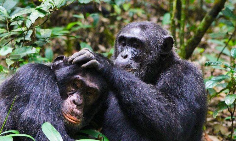 chimpanzee-tracking-combined-with-gorilla-trekking-in-uganda