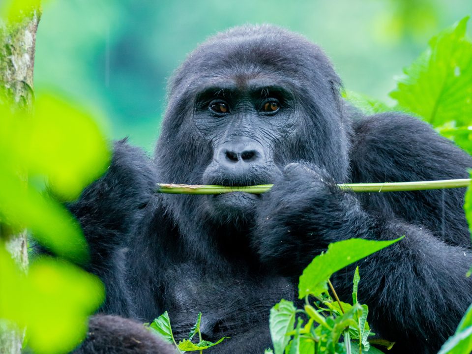short-wildlife-and-gorilla-safari-combination