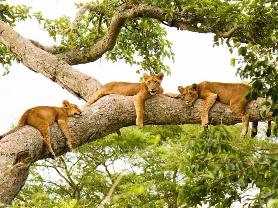 combining-tree-climbing-lions-and-gorilla-safari-in-uganda