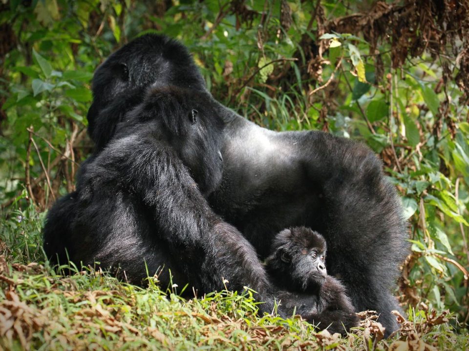 landing-in-kigali-and-go-for-gorilla-trekking-in-uganda