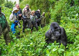 pick-ups-from-kigali-rwanda-for-uganda-gorilla-safaris