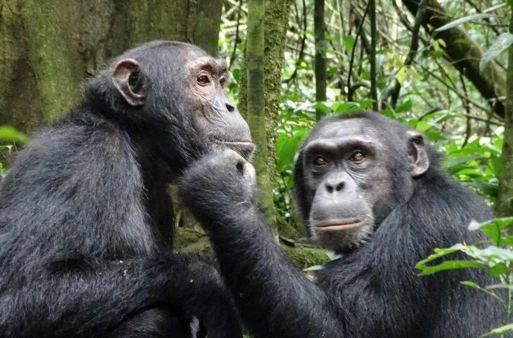 uganda-chimpanzee-tracking-tours