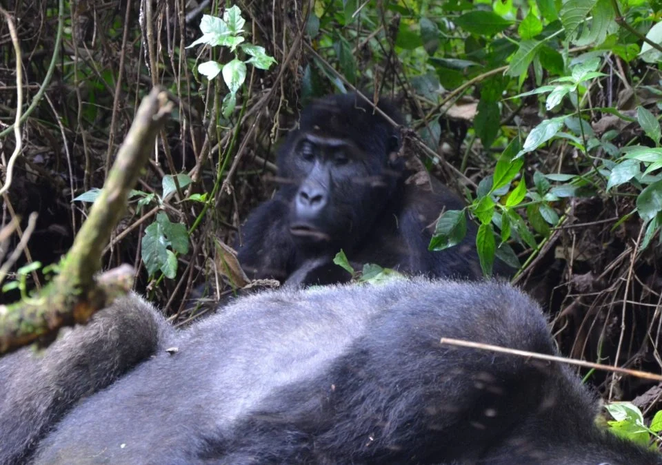 how-long-is-bwindi-national-park-from-kigali