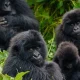 gorilla-big-five-safari-in-uganda