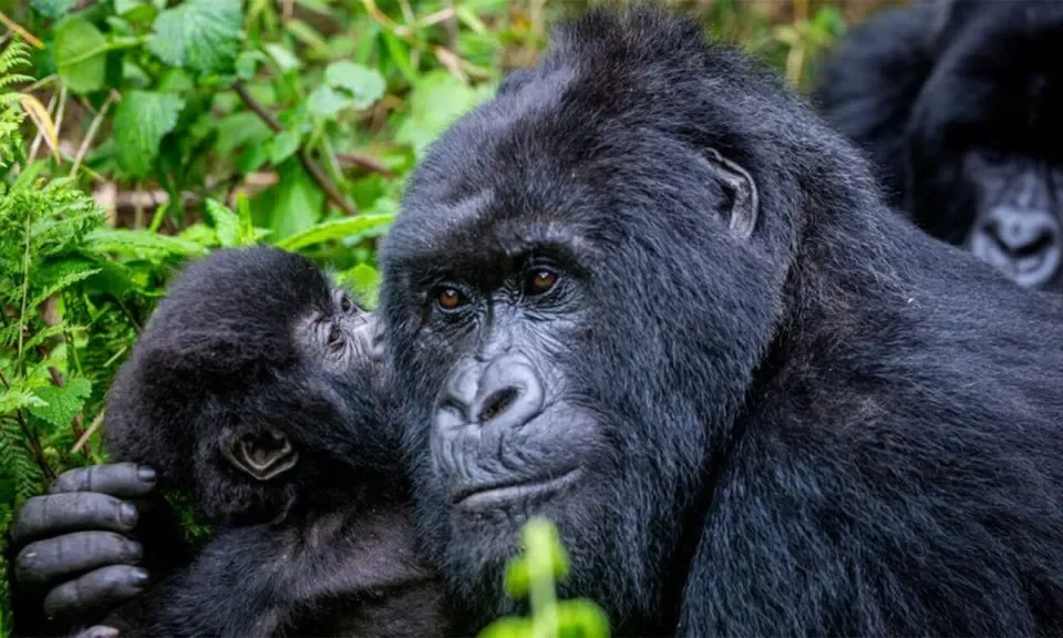 can-you-combine-uganda-and-rwanda-safari